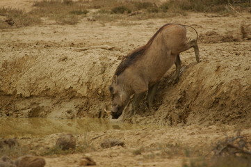 Fototapeta premium Warzenschwein