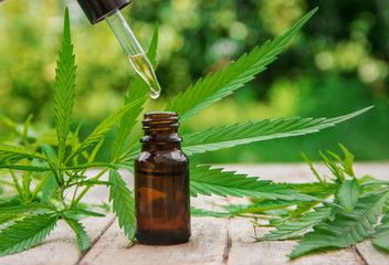 Cannabis herb and leaves for treatment broth, tincture, extract, oil. Selective focus.