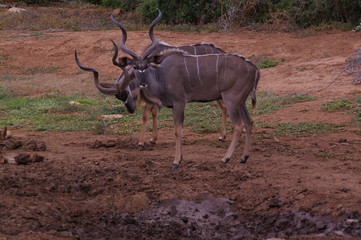 Kudu