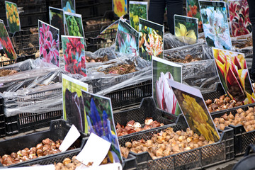 Boxes and crates full of variety of flower seeds and seedlings for new spring season and ready made flower beds for garden. Pictures of generic flowers indicate the species and color of flower.