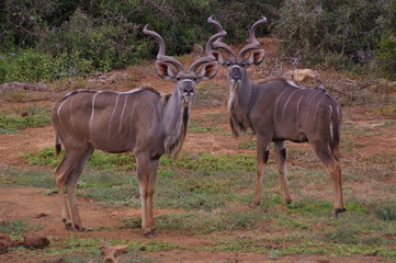 Kudu