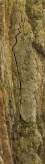 Huge crack on the face of a limestone cliff at Skrinkle Haven on the Pembrokeshire Coast in South Wales
