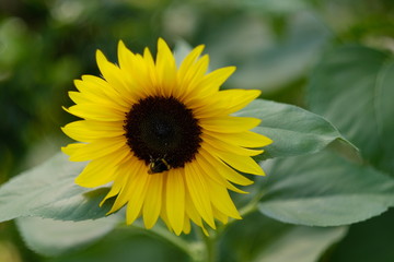 Sonnenblume mit Hummel