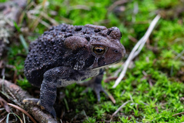American toad