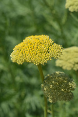 Gold plate yarrow