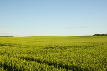 Agricultural landscape in northern Croatia