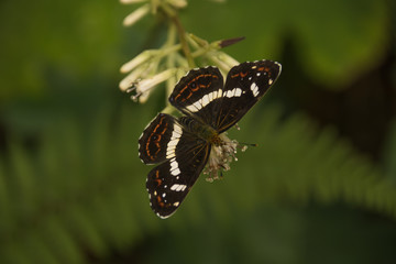イチモンジチョウ
