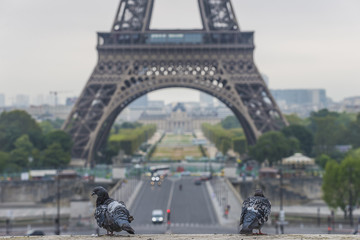 Parisian gray doves near the Eiffel Tower