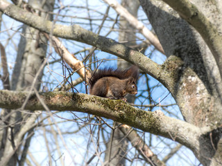 Eichhörnchen
