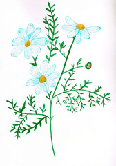 Blossoming watercolor daisy flower handmade with paints and a brush