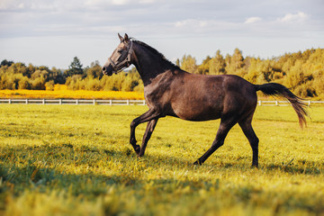 Gray horse gallops along the green grass