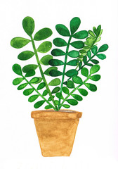 Watercolor growing zamioculcas in a gold pot