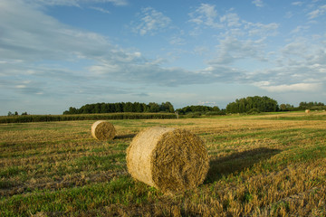 Circle of hay in the field