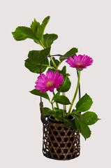 Ikebana mit Gerbera