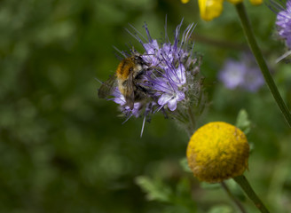 Bombus pascuorum. Le bourdon des champs