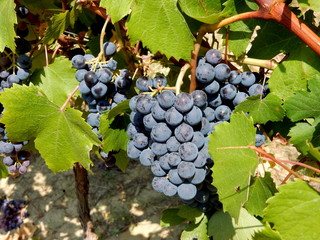 un bel grappolo d' uva nella campagna piemontese 