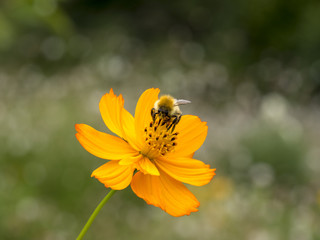 Bombus pascuorum. Le bourdon des champs