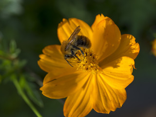 Bombus pascuorum. Le bourdon des champs