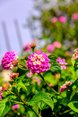 Obraz premium Beautiful pink exotic flowers. Close up photography from French Riviera.