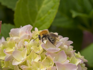 Bombus pascuorum. Le bourdon des champs