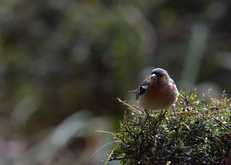 Chaffinch (Fringilla coelebs), Crete