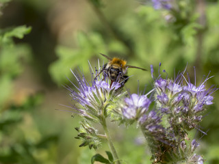 Bombus pascuorum. Le bourdon des champs