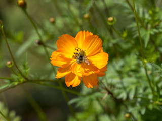 Bombus pascuorum. Le bourdon des champs