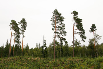 Obraz premium A few trees in a forest.