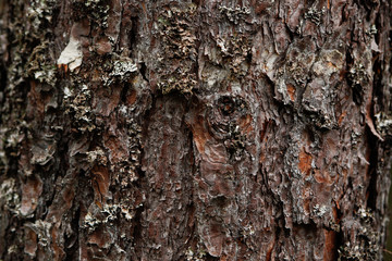 Beautiful wood, tree, forest pattern style backgorund for different purposes. 