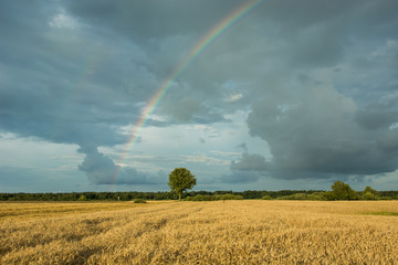 One tree in the field and rainbow in a cloudy sky