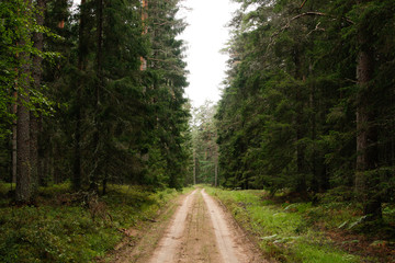 Fototapeta na wymiar Fantastic countryside forest village road heading through a nice pine trees.