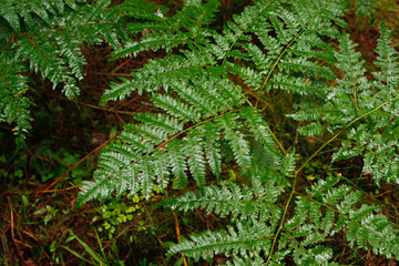 Wet leaf in a countryside natural forest.