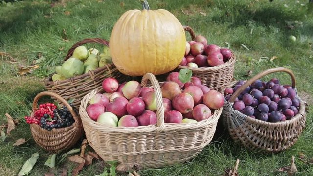 Baskets with red apples, green pears, plums, red and black Rowan stand on the green grass, yellow pumpkin is installed on top