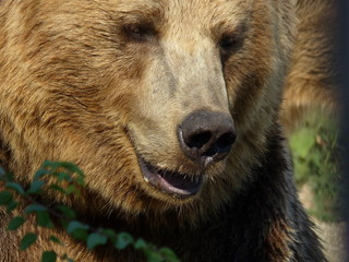 Obraz premium Мои любимые животные