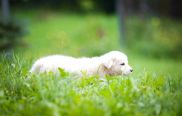 White puppy in the grass
