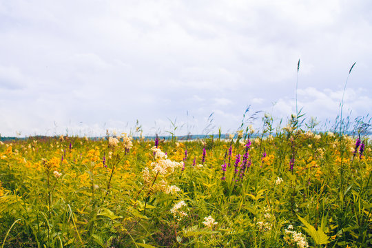 Sommar&auml;ng i Sverige mulet v&auml;der 