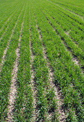 Fototapeta na wymiar Spring wheat crops