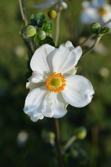 Japanese anemone Honorine Jobert