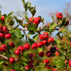 Crataegus monogyna fruits