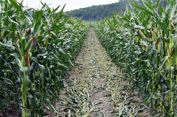 Fototapeta premium Corn after removing panicles on the maternal line