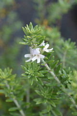Coastal rosemary