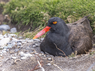 Blackish Oyster Catcher