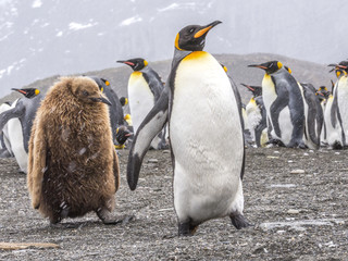 Juvenile King Penguin follows parent © Roger