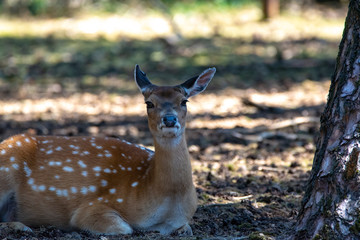 Young roe deer resting on the ground close up