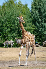 Giraffe animal in safari park close up