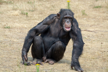 Black chimpanzees monkey leaving in safari park close up