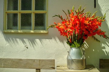Big bouquet of red gladiolus flowers in old milk can on table outdoor in sunny lights, beautiful decoration near white house wall