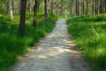 Obraz premium Kempen forest in Brabant, Netherlands, healthy walking in sunny day in pine forest with green grass