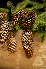 Branch of fir-tree (spruce) with cones on a brick wall background. Copy space.