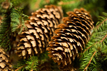 Branch of fir-tree with big long cones, close up.